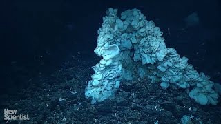 World's biggest sponge is as big as a car