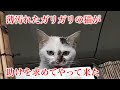 薄汚れお腹を空かせた猫が突然やって来ました