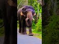 beautiful walk aiyyaa elephant viral trending shorts newtrend