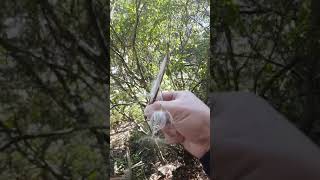 酸藤種子 台灣谷關 捎來步道/Sour Creeper in shao lai hiking trail of taiwan guguan