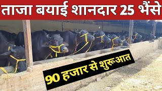 90 हजार से शुरूआत वाली 25 भैंसे || Gujjar Dairy Farm, Karnal (8711885000)