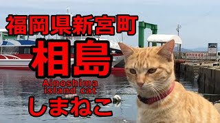 【cat】　福岡県新宮町　相島　猫まとめ