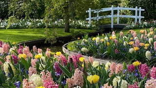 Keukenhof Netherlands, Best Flower Gardens in the world | Netherlands 🇳🇱