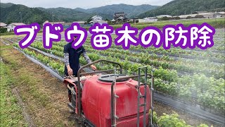 ブドウ苗木の防除。順調に育ってます