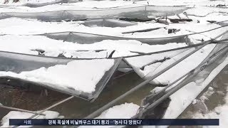 경북 습설에 비닐하우스 붕괴…'농사 다 망쳤다'