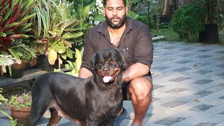 കെന്നൽ പൂട്ടുന്നു Rottweiler നായകളെയും കുട്ടികളെയും കൊടുത്തു ഒഴിവാക്കുന്നു Rottweiler kennel