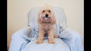 Time lapse of Herschel the dog growing his fur out over 168 days.  Music by Benny Goodman.