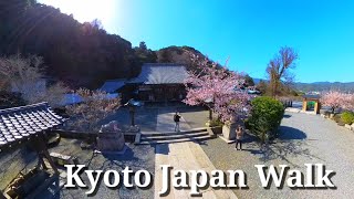 Kyoto Japan walk! /Arashiyama temple and monkey park with cherry blossoms/March 15 2023