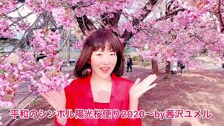 平和のシンボル陽光桜便り2020〜茜沢ユメル より