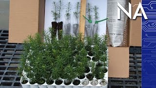Scientists Create a Better Christmas Tree