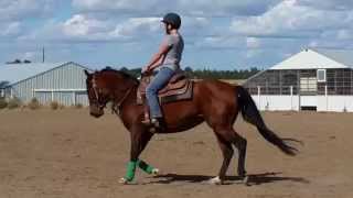 Embers - Quarter Horse mare for sale