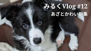 【あざとかわいい子犬】生後2ヶ月ver！ボーダーコリーのパピーのかわいいところお見せします！ みるくVlog #12