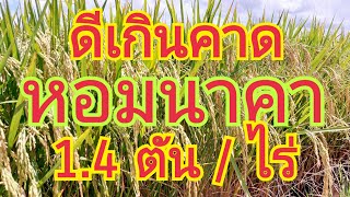 ดีเกินคาด...ข้าวเหนียว หอมนาคา....1.4 ตัน / ไร่  🌾🌾 สนใจพันธุ์ข้าว \u0026 ผลิตภัณฑ์ 0899428684