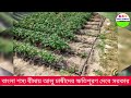 বিরাট সুখবর বাংলা শস্য বীমায় আলু চাষীদের ক্ষতিপূরণের টাকা দিচ্ছে ৩২১ কোটি টাকা আলু চাষীরা পাবে