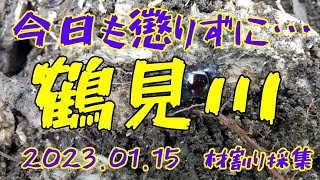 【昆虫採集】鶴見川河川敷 材割り採集 2023.01.15 ［ヒラタクワガタ、コクワガタ、ノコギリクワガタ、幼虫］