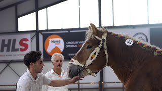 Belgian Draft Horses: inspection of a second group of stallions, with a diversity of coat colors.