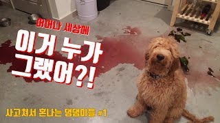 사고친 강아지들의 리액션 !! guilty dogs, adorable dogs