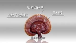 双鹤勇健灵芝的安全与安心。。。我在吃。你吃了吗？