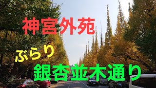 11月24日 神宮外苑銀杏並木通りをぶらり（特派員K）