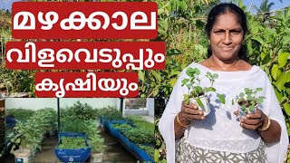 മഴക്കാല  വിളവെടുപ്പും സംരക്ഷണവും | How to care your plants during rainy season