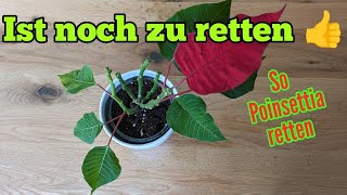 Poinsettia (Weihnachtsstern) retten und aufpäppeln nach Weihnachten