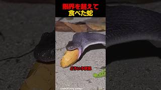 限界を超えて食べたヘビ