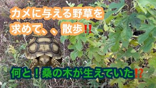 カメに与える野草を求めて、、散歩‼️