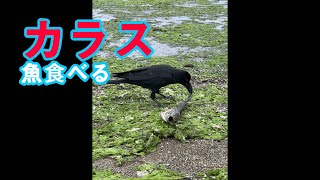 カラスが海辺に打ち上げられた魚食べる動画