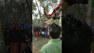 Vishu pooram manalur kizhakumurikara