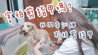 🐶狗狗害怕剪指甲到閃尿？這樣剪！這樣訓練就不怕了👍🏻 剪指甲教學