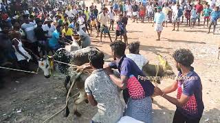 மாங்குடி மஞ்சுவிரட்டு#jallikattu #yearofyou#jallikattu2023 #ஜல்லிக்கட்டு#jallikattu#jallikattu2023