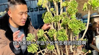 多肉植物长气生根是什么原因？要不要剪掉？