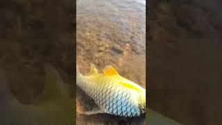 ฟลายฟิชชิ่งตกปลาตะพากตัวงาม #like #subscribe #true #ตกปลา #fish