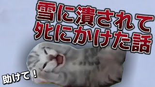 幼少期に起こったとんでもない話【猫ミーム】 #実話