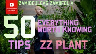 50 tips 🌱 ZZ-Plant Zamioculcas zamiifolia 🌱 - Everything worth knowing
