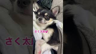 眠さ限界のチワワ