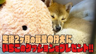 【豆柴】生後2ヶ月の豆柴の仔犬にいちごクッションをプレゼント！