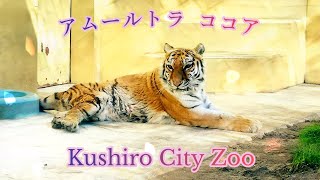 釧路市動物園のアムールトラ ココア