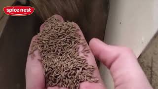 The Hidden Secret to Sorting Organic Cumin Seeds Fast