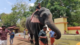 Kollam Pooram Gajaraj Thrikkadavoor Shivaraju | 15 April 2024 | Ashramam Sri Krishnaswamy