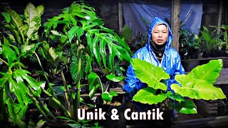 Stok Tanhis Cantik2 Unik Menarik Mumer - maaf brisik hujan