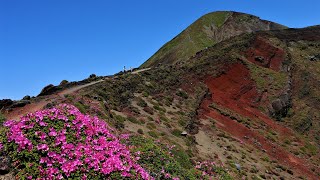 【令和五年】２０２３年５月２４日 霧島山系 霊峰『高千穂峰』の登山道『御鉢（馬ノ背）』の『深山霧島（ミヤマキリシマ）』つつじ咲く風景