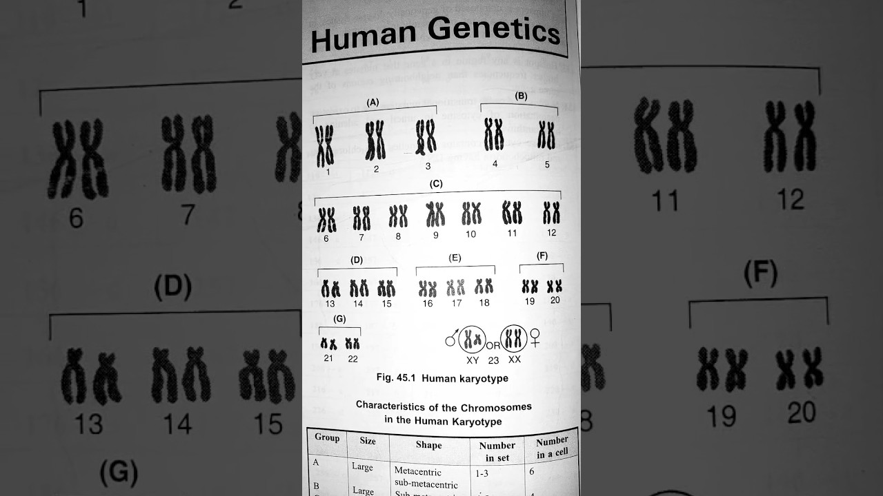 Human Karyotype 🧬#Human Genetics #neet #biology #genetics #gk #Learn ...