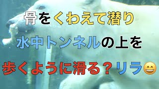 【円山動物園シロクマ】骨をくわえて潜り、水中トンネルの上を歩くように滑る？リラ😄