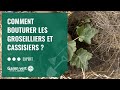 [TUTO] Comment bouturer les groseilliers et cassissiers ? – Jardinerie Gamm vert