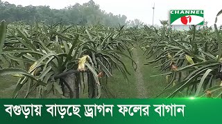 বগুড়ায় বাড়ছে ড্রাগন ফলের বাগান | Channel i News