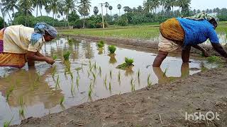 farming vlog /நாற்று நடுதலும் நடவுப்பாட்டும் l நமது தோட்டத்து நாற்று நடுதல்