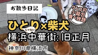 お散歩日記 ひとりじゃない×柴犬 横浜中華街 旧正月 #柴犬 #shiba #ちきんリサーチ #横浜 #横浜中華街 #中華街 #飲茶 #小籠包 #食べ放題 #ペット同伴 #dog