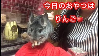 おやつのりんご🍎を食べるチンチラ