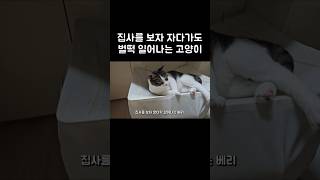 집사를 보자 자다가도 벌떡 일어나는 고양이